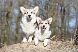 CORGI PEMBROKE 544